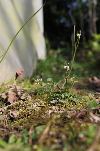 Annexe Cardamine hirsuta-35 Ille et Vilaine(Mars 2020) (3).JPG