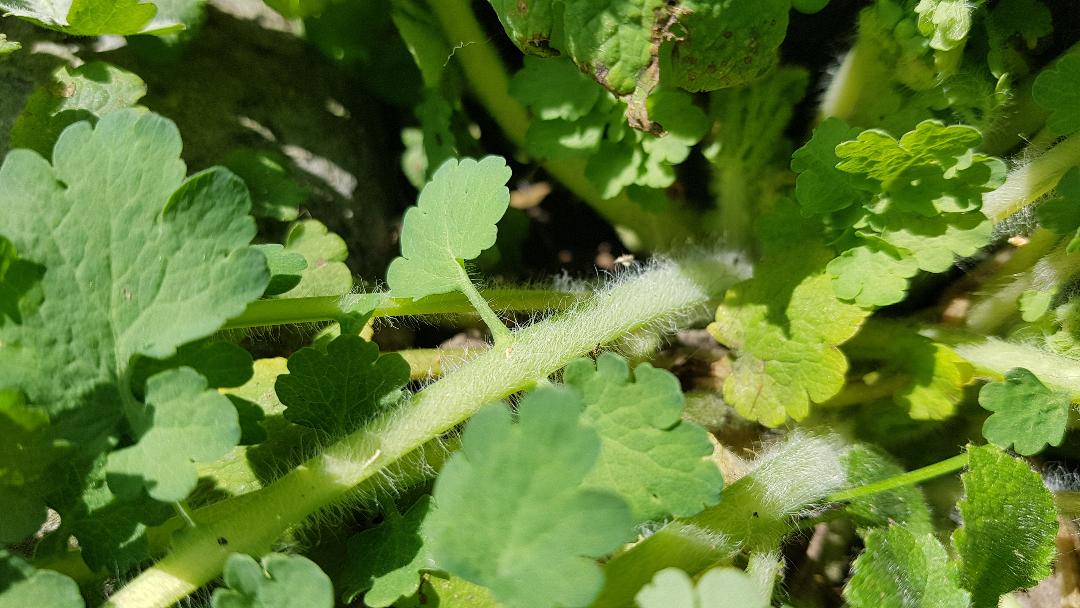 Annexe Chelidoine 2.jpg