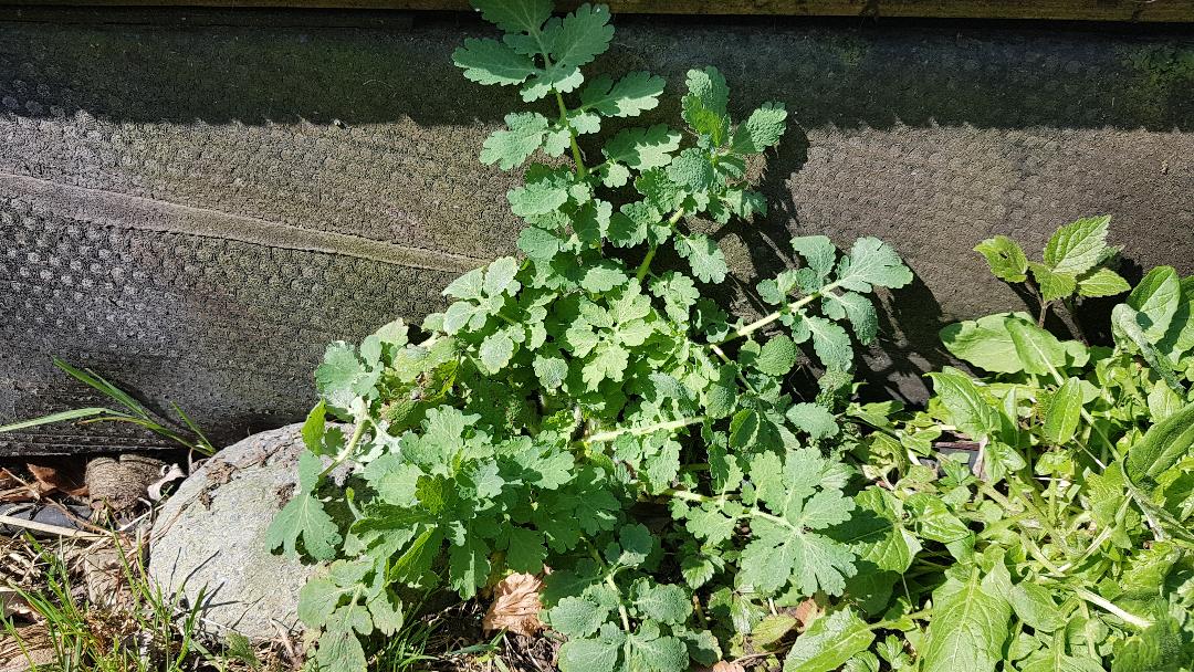 Annexe Chelidoine 3.jpg