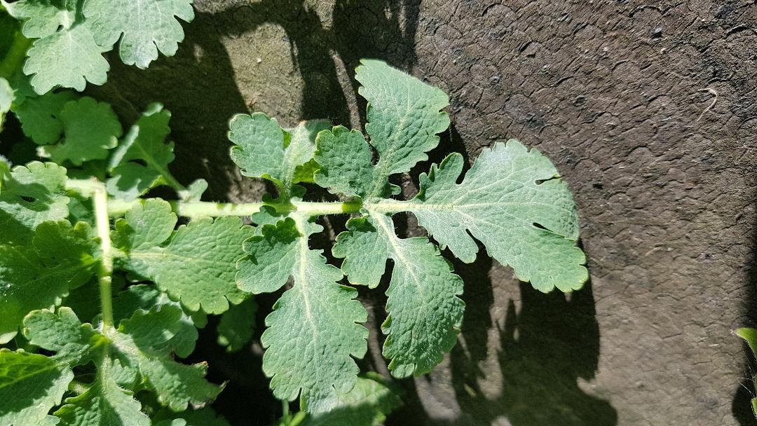 Annexe chelidoine 1.jpg