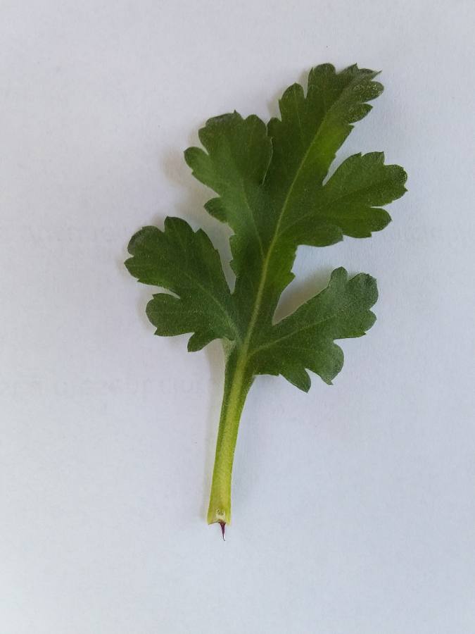 Annexe 1585390796103.JPEG