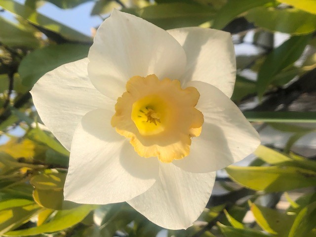 Annexe gros plan.jpg