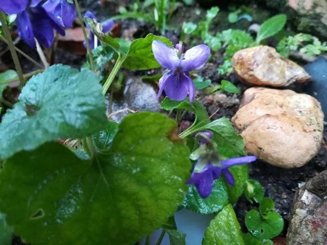 Annexe 90816454_2430853847154706_1270155772277293056_n.jpg