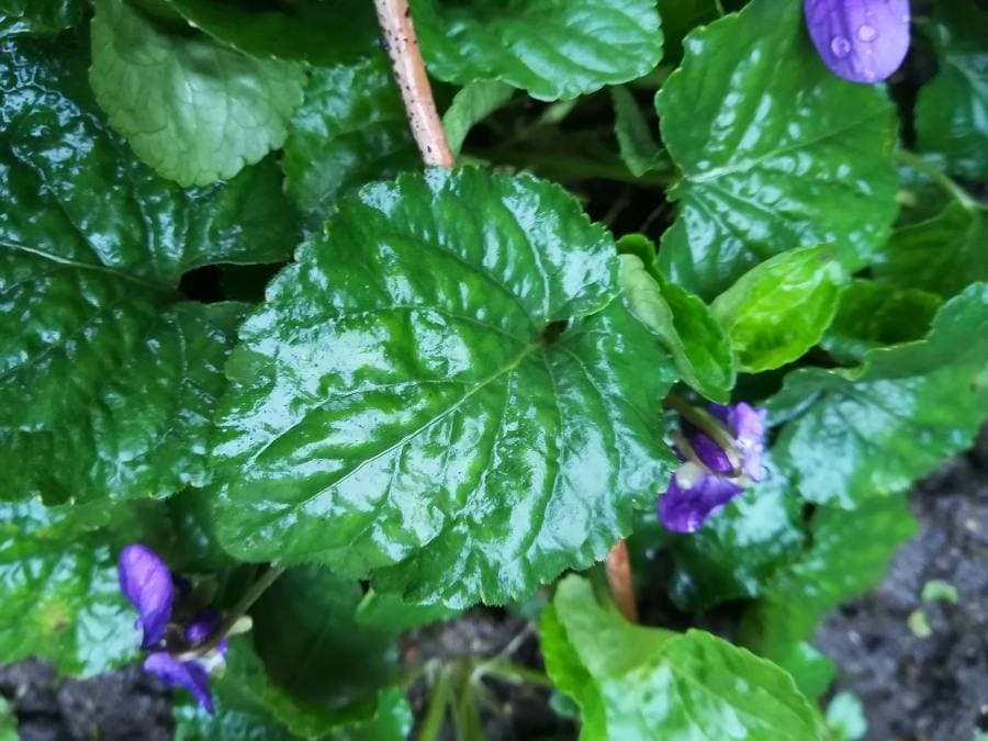 Annexe 91007486_2800438926742009_3911106745698615296_n.jpg