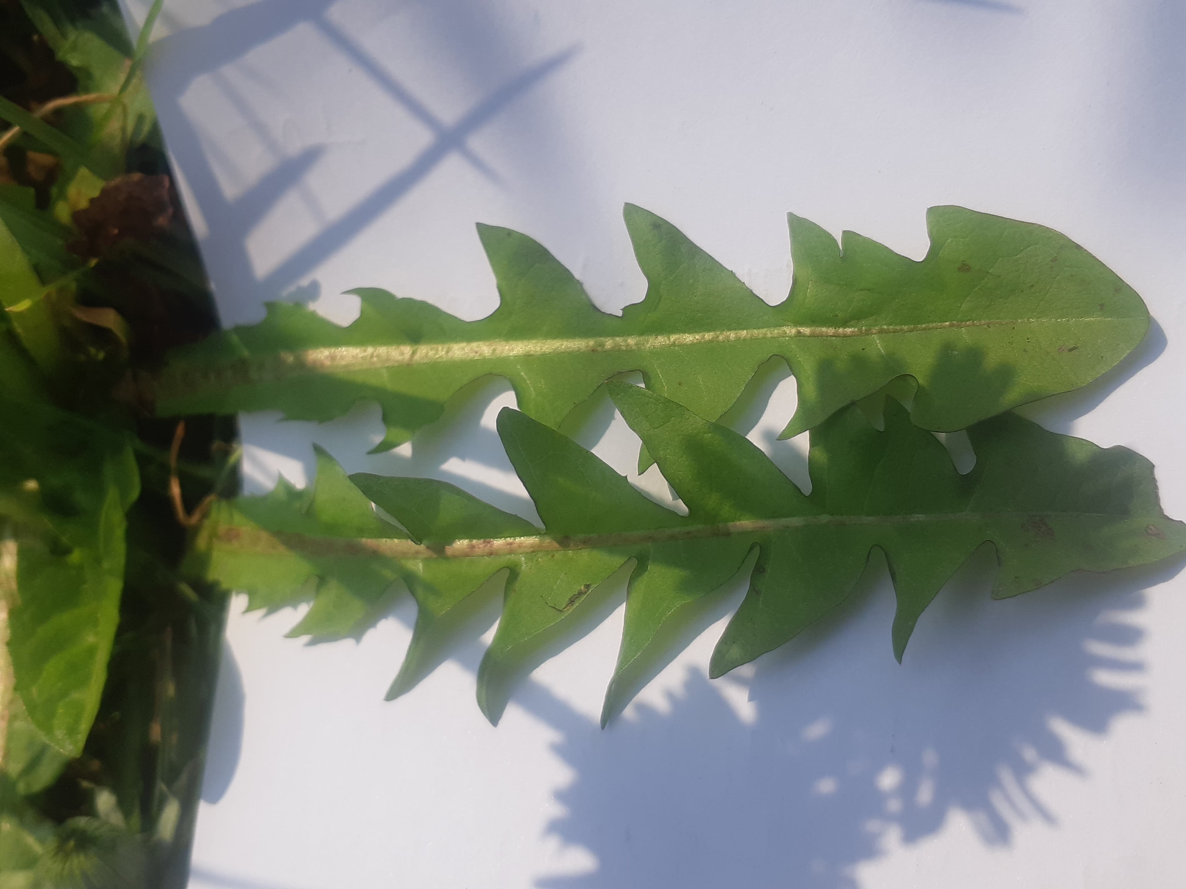 Annexe 90782977_515190959195686_5598548028488155136_n.jpg