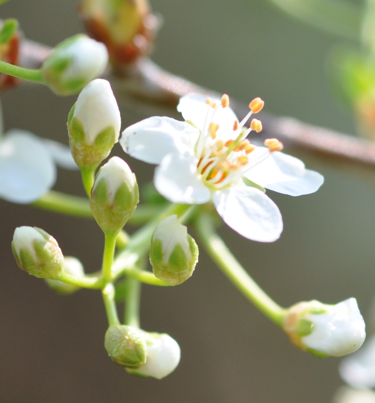 Annexe DSC_0282 - copie.jpg