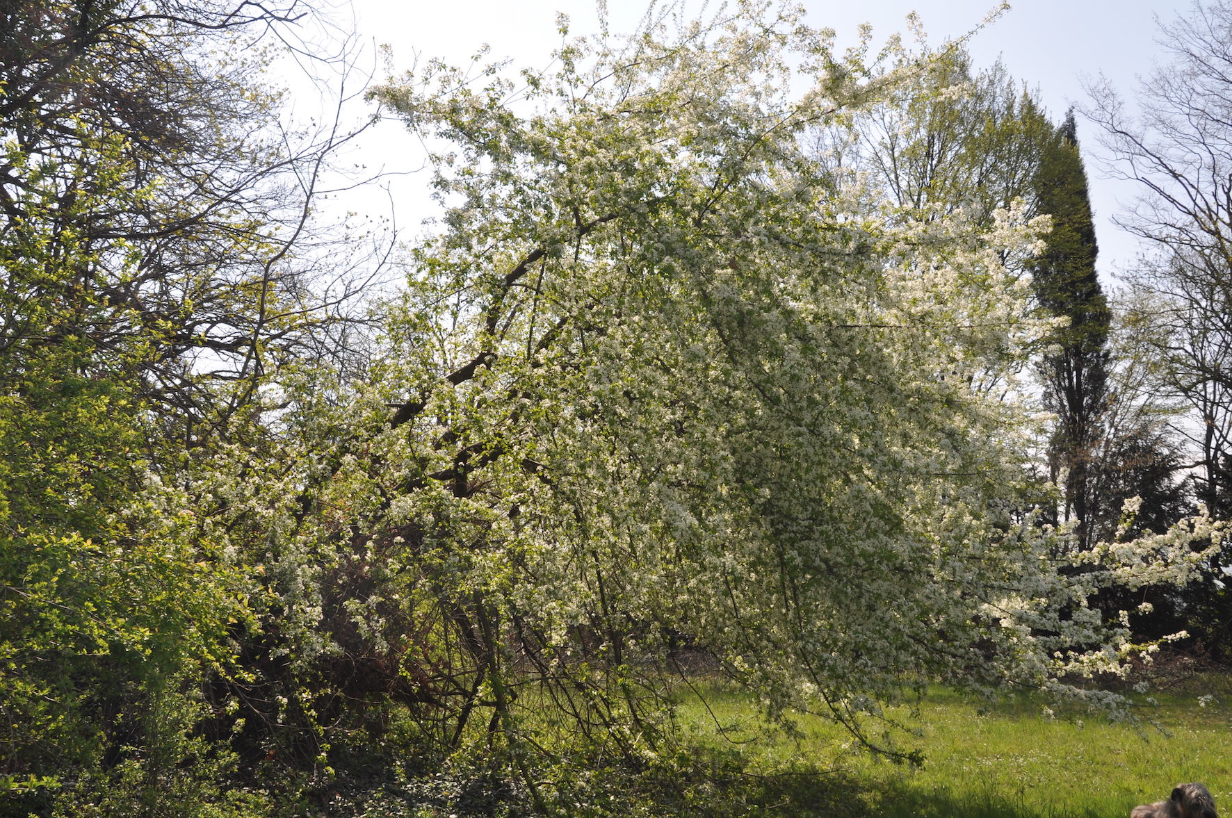 Annexe DSC_0298 - copie.jpg