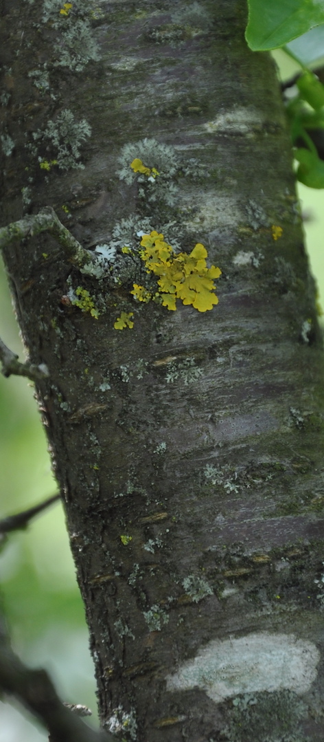 Annexe DSC_0301 - copie.jpg