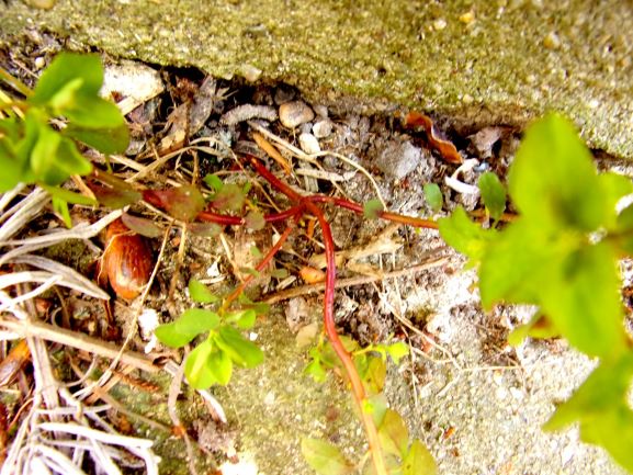 Annexe 100_1337-.JPG