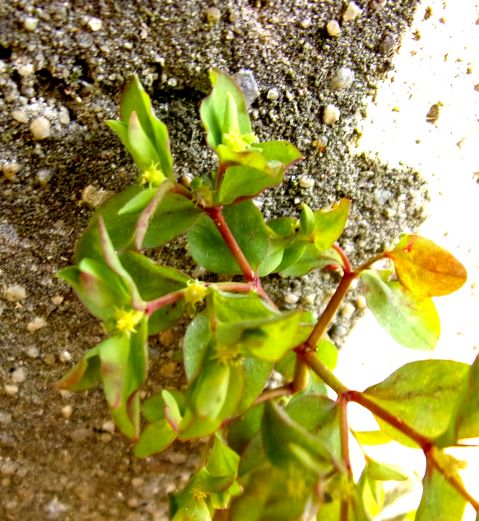 Annexe 100_1338-.JPG