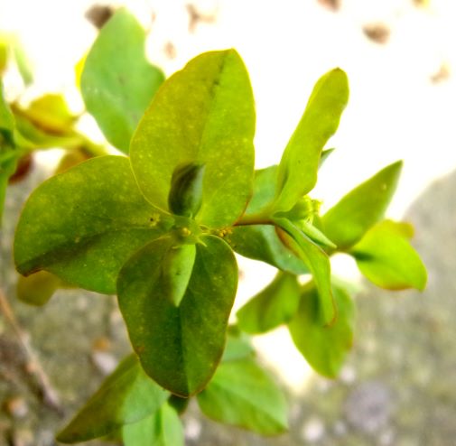 Annexe 100_1340-.JPG