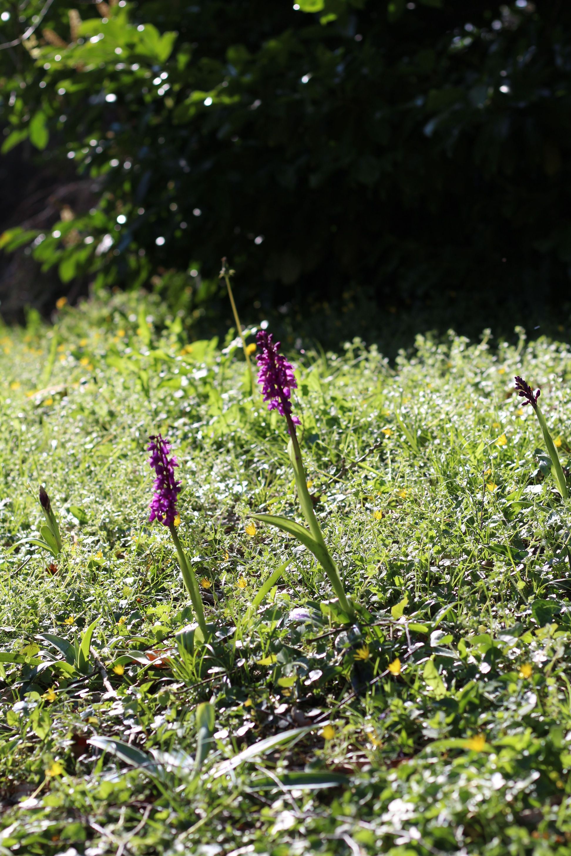Annexe orchis mascula 1.jpg