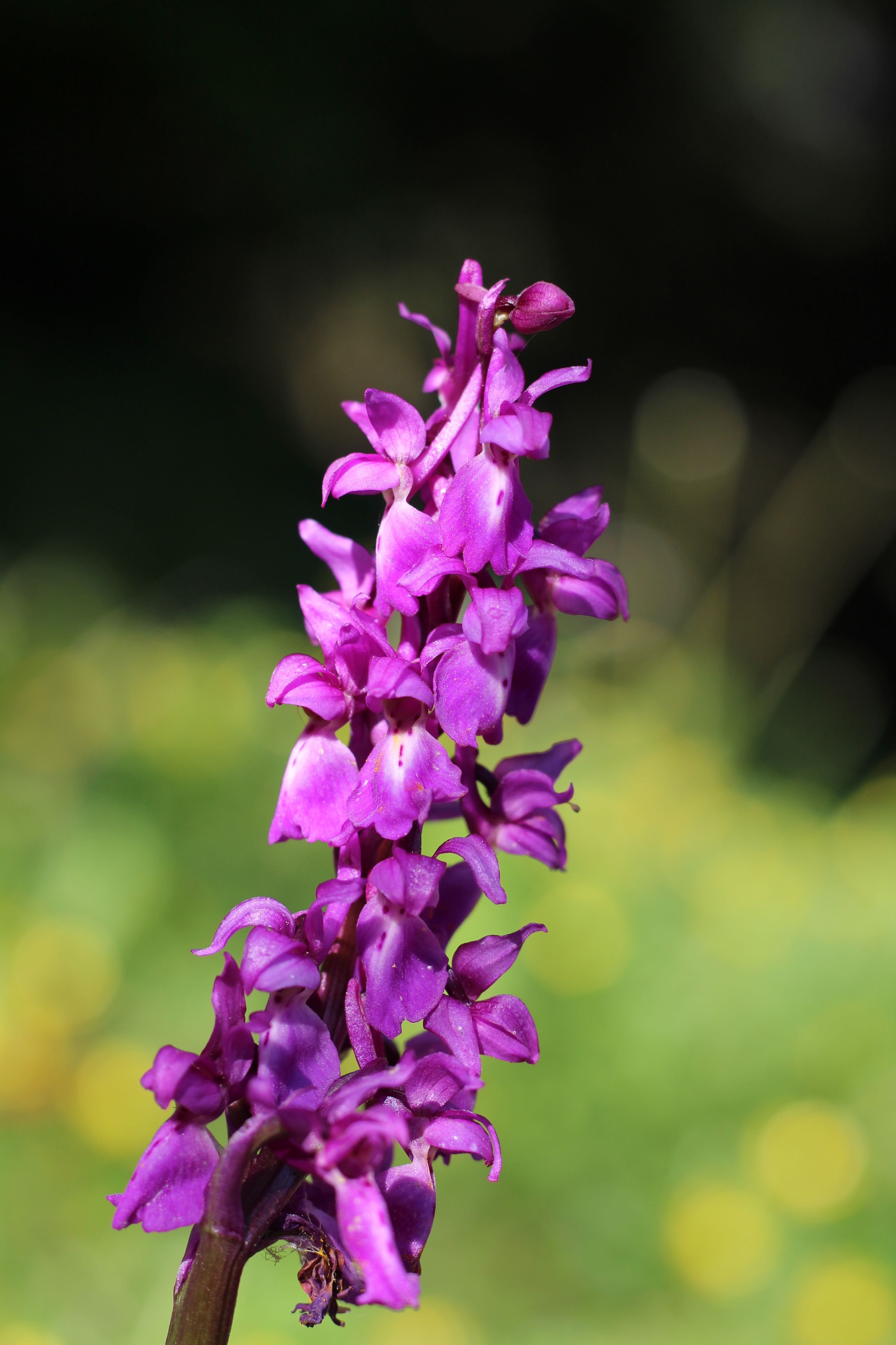 Annexe orchis mascula 2.jpg