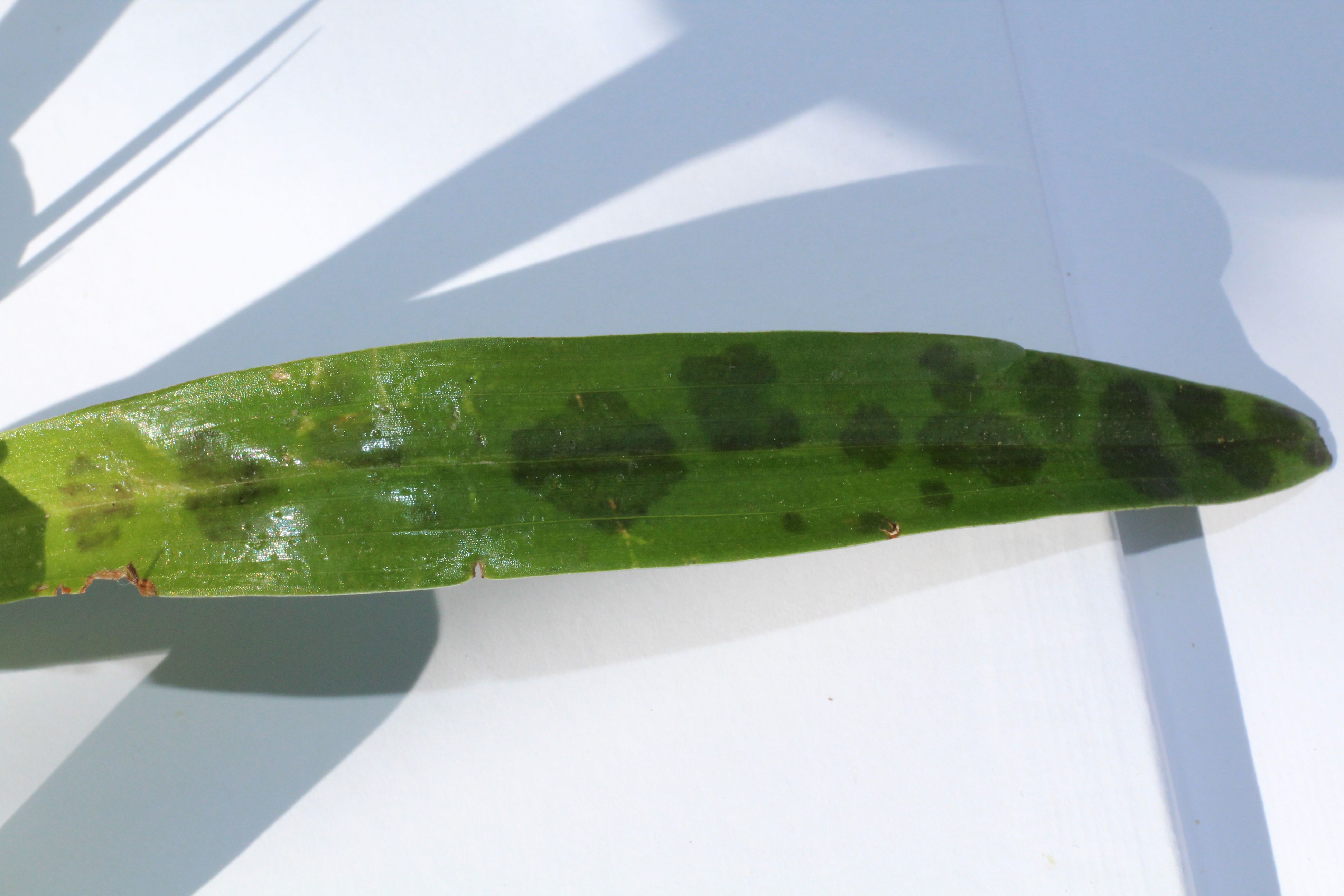 Annexe orchis mascula.jpg