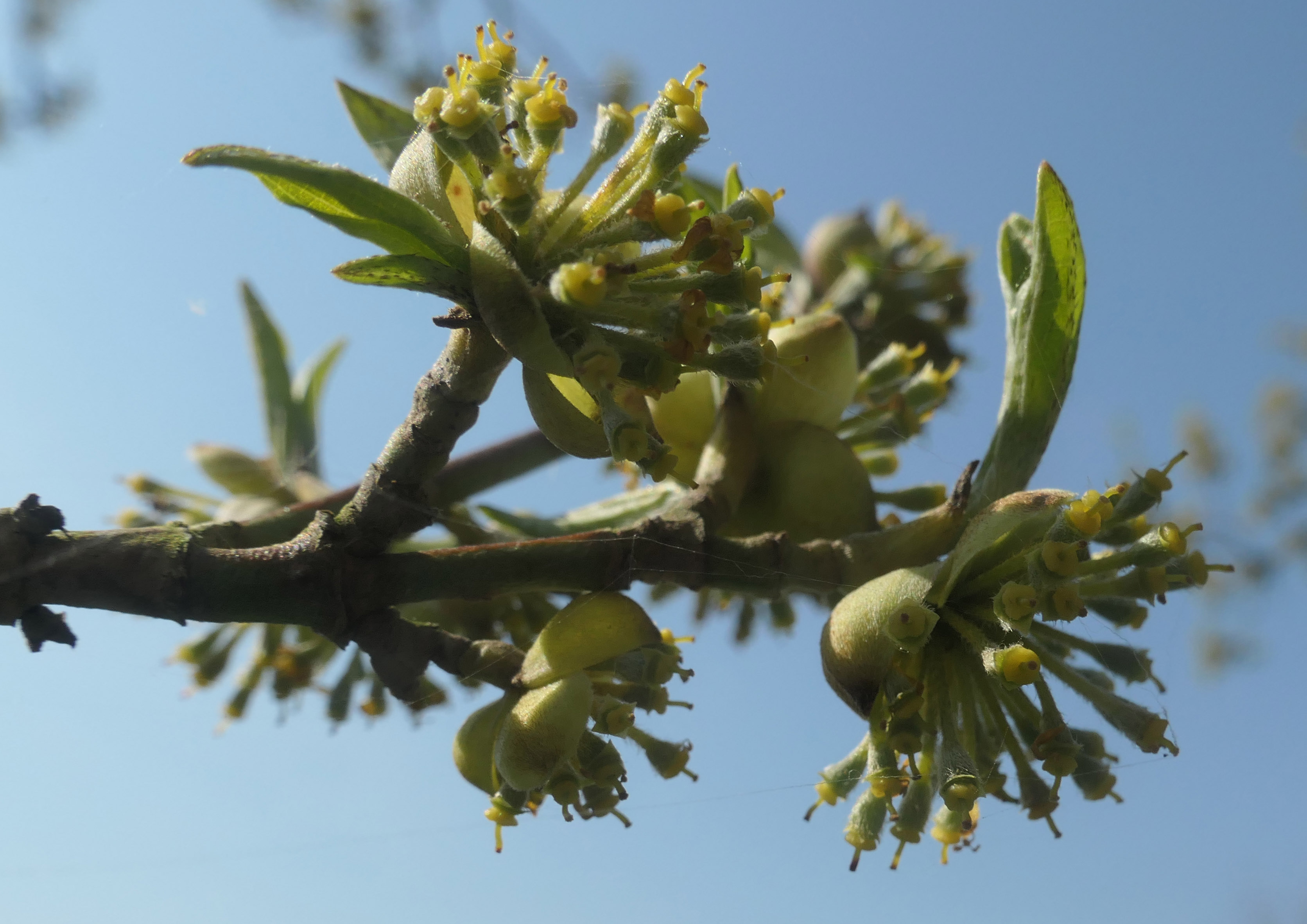 Annexe cornouiller 1.jpg