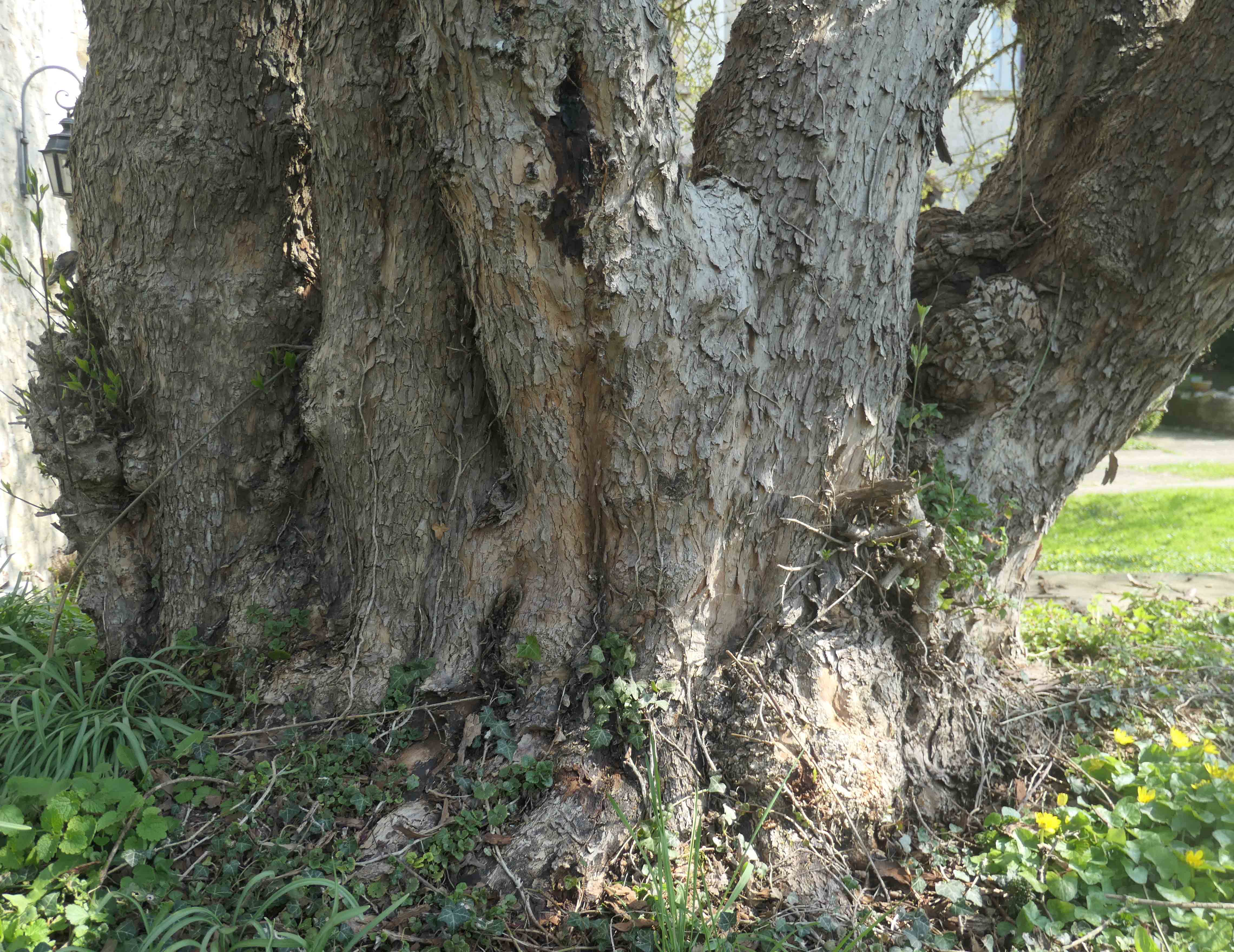 Annexe cornouiller 2.jpg