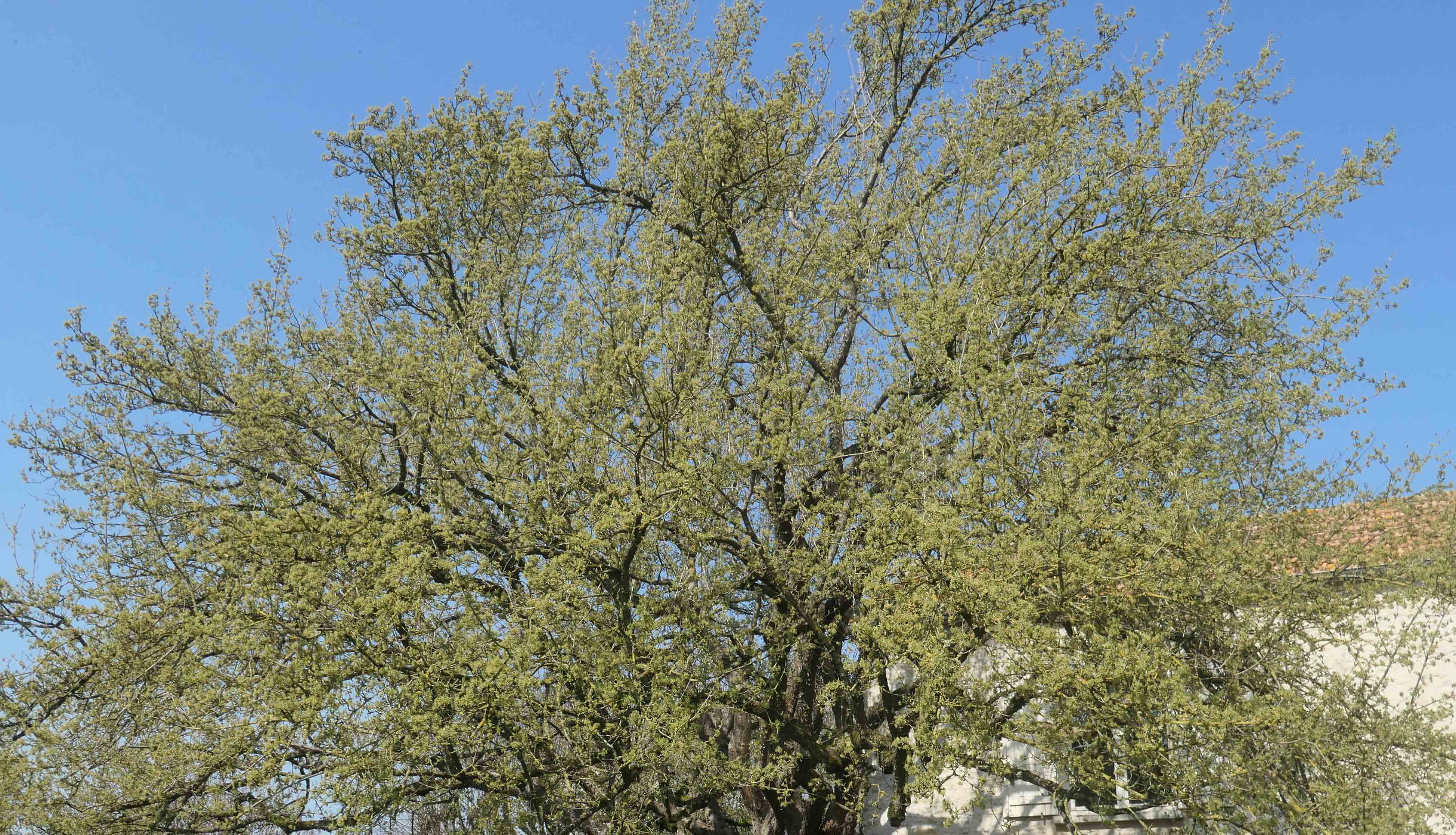 Annexe cornouiller 3.jpg