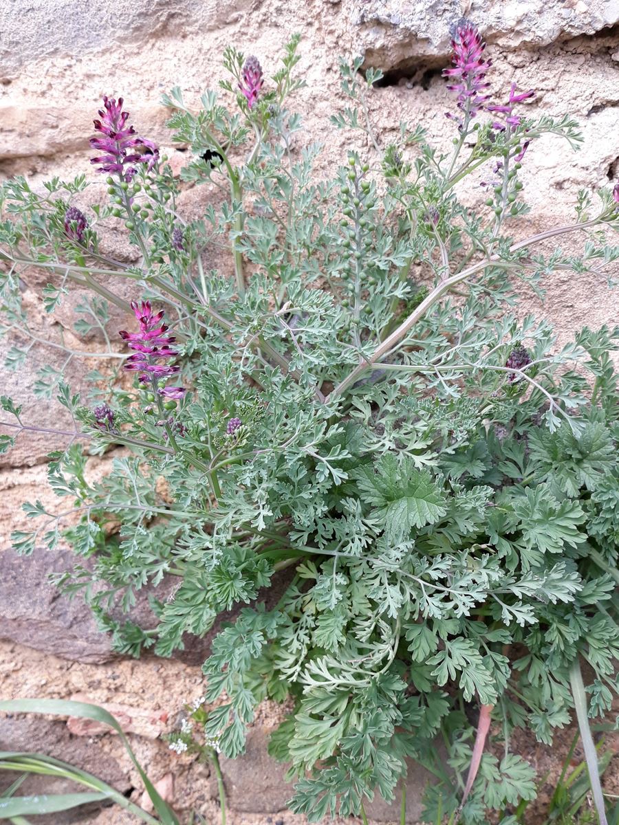 Annexe Fumaria plante.jpg