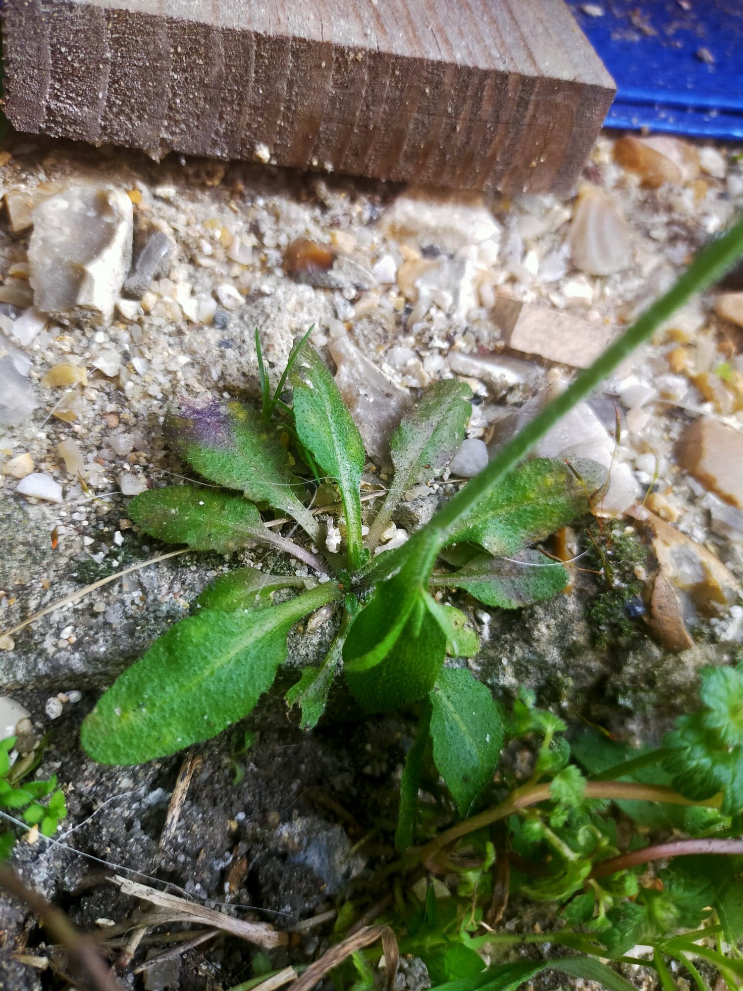 Annexe 90736060_918396538603842_9017272808475983872_n.jpg