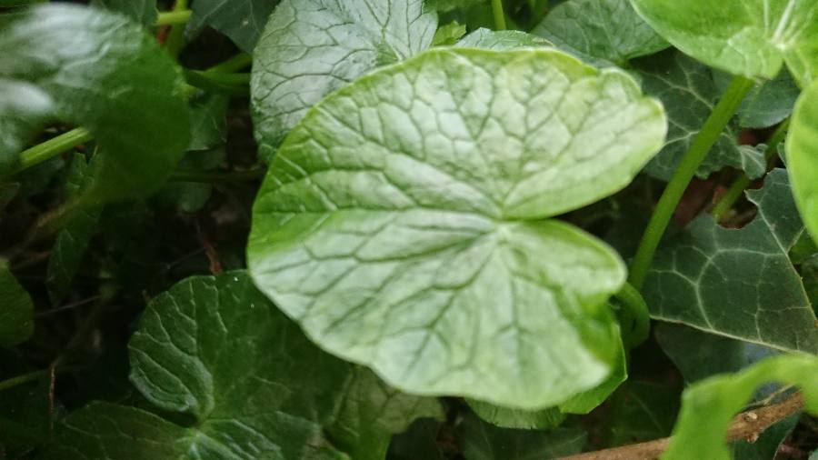 Annexe Ficaire feuille.JPEG