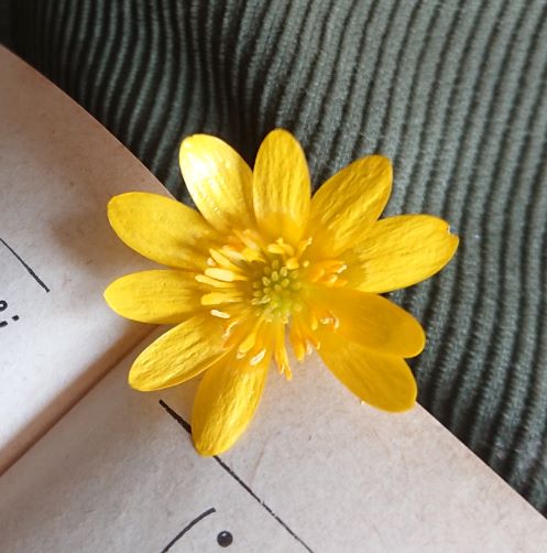 Annexe Ficaire fleur.jpg