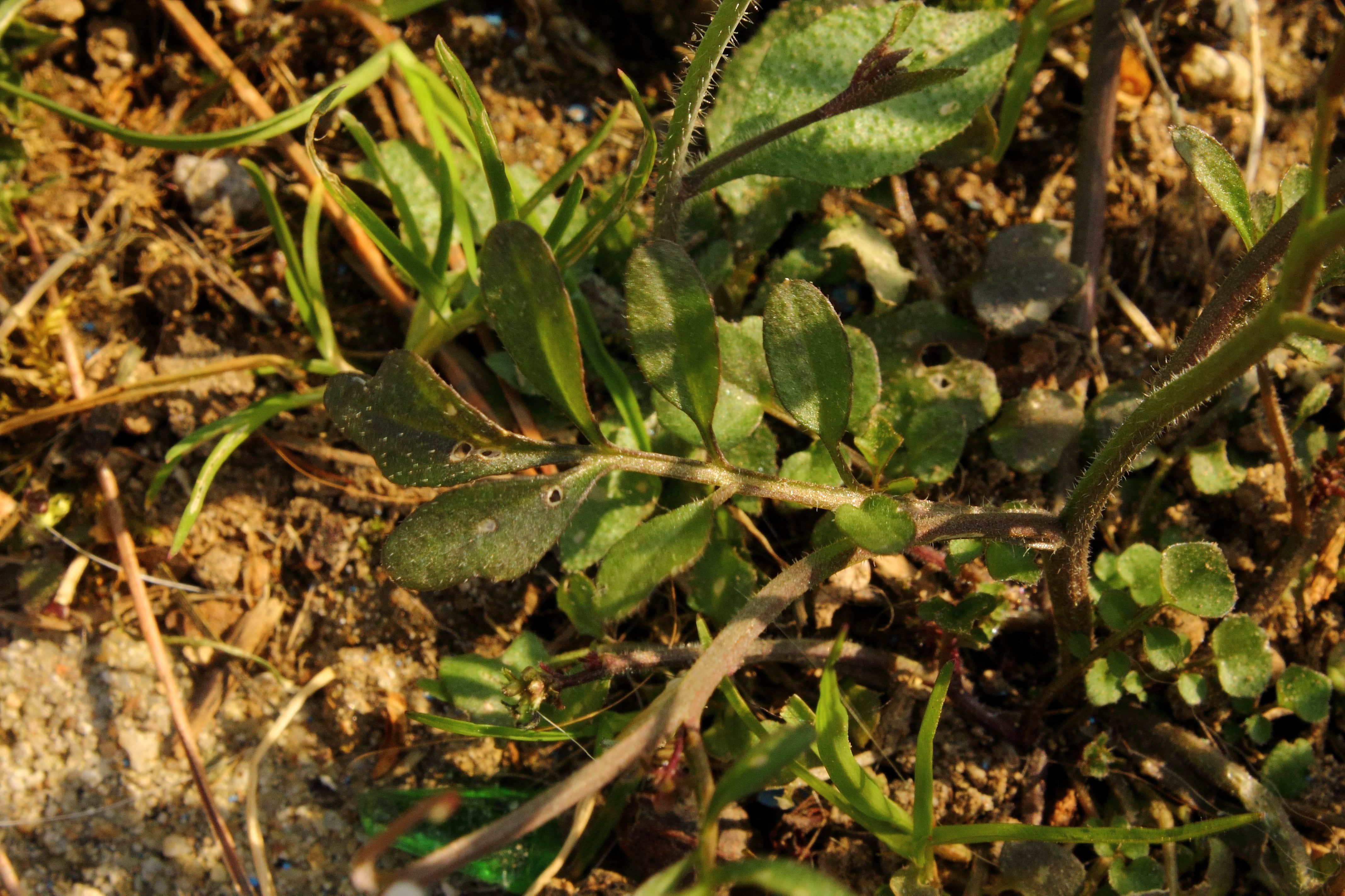 Annexe Cardamine-Feuille supérieur-min.JPG