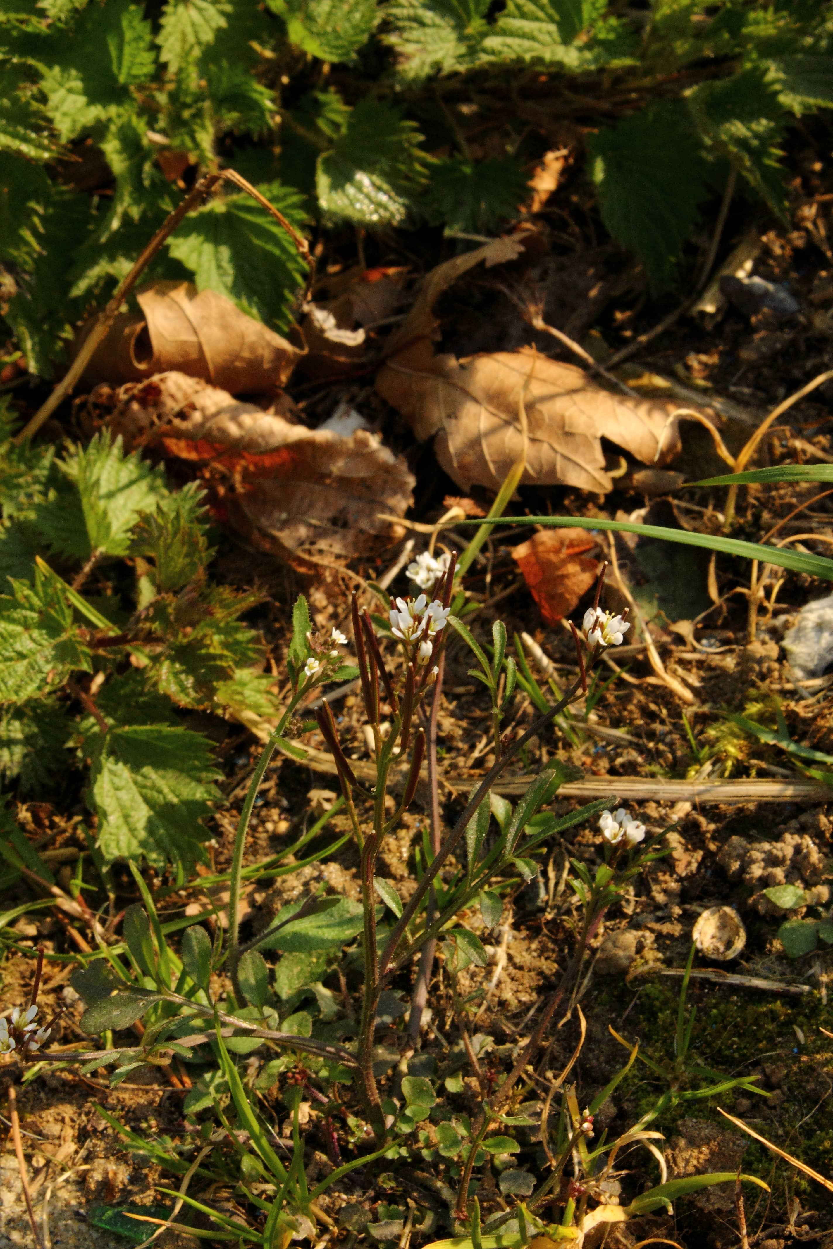 Annexe Cardamine-port-min.JPG