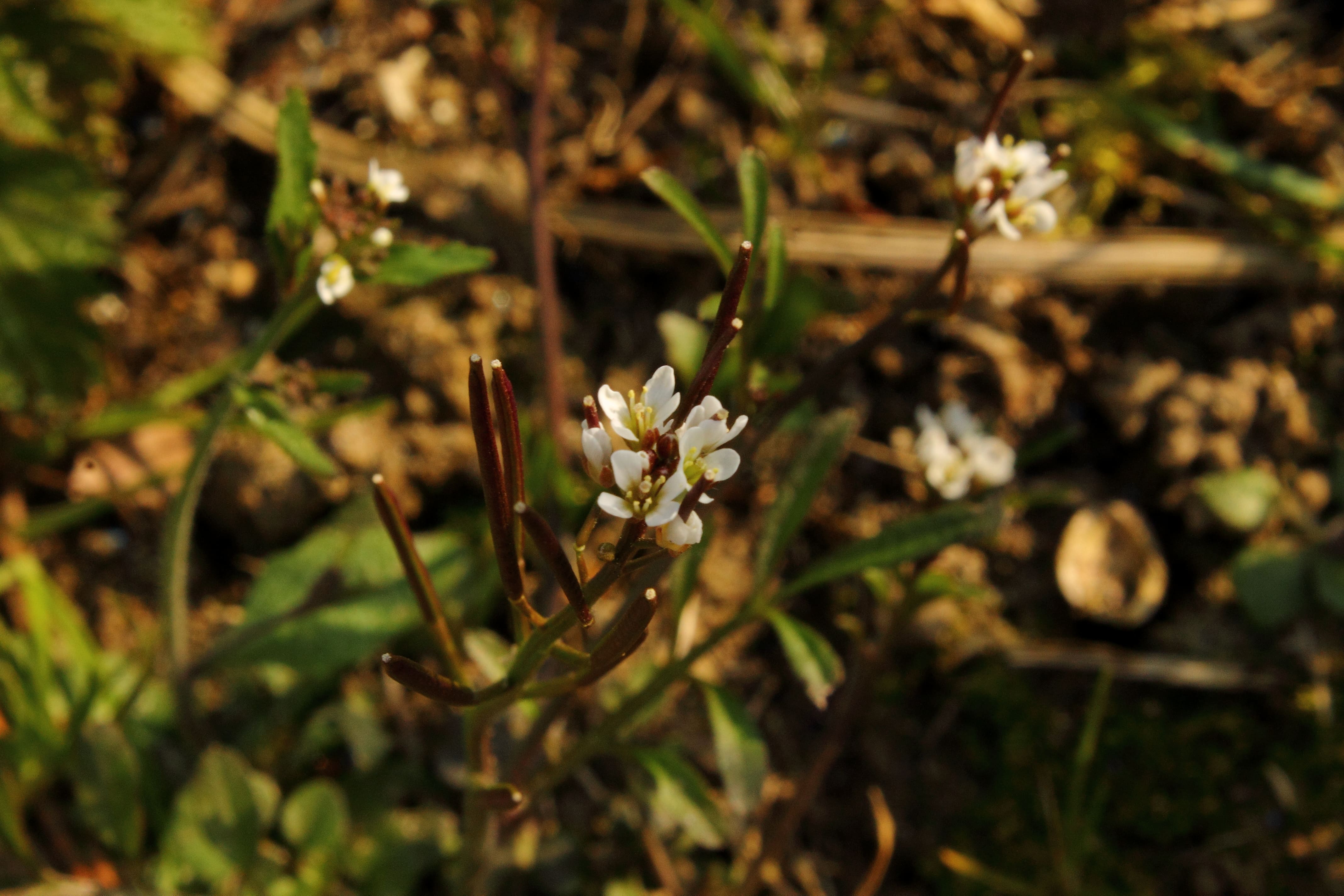 Annexe Fleur et fruit - du dessus1-min.JPG