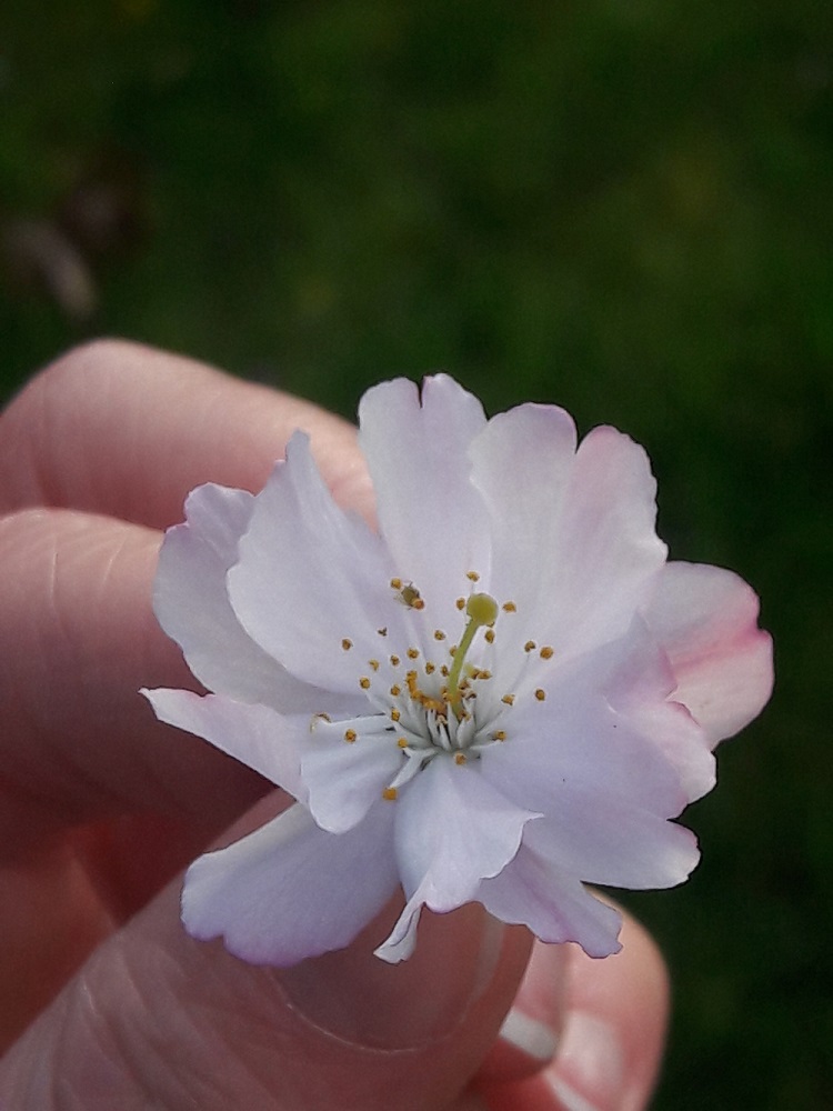 Annexe Fleur avant.jpg