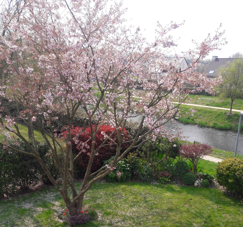 Annexe vu densemble du prunus.jpg
