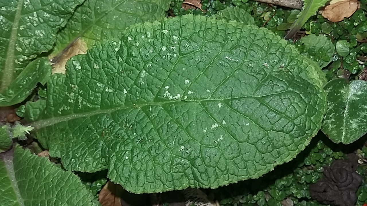 Annexe 20200328_131144.jpg