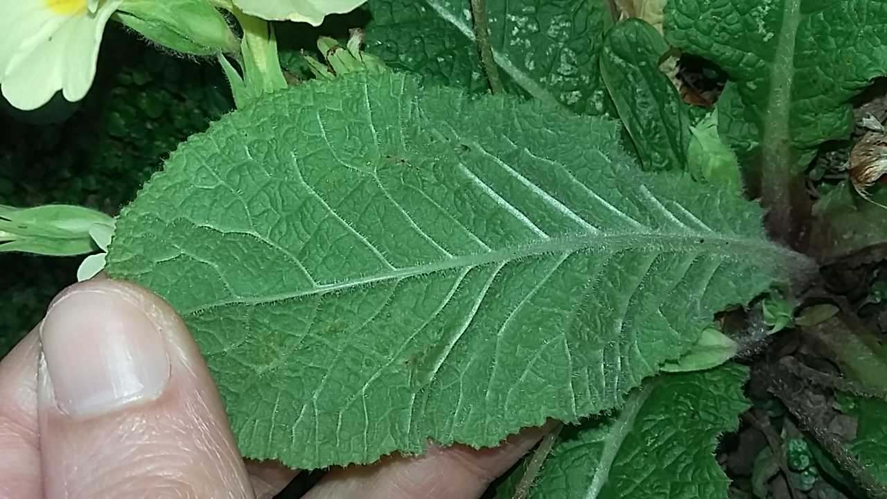 Annexe 20200328_131224.jpg