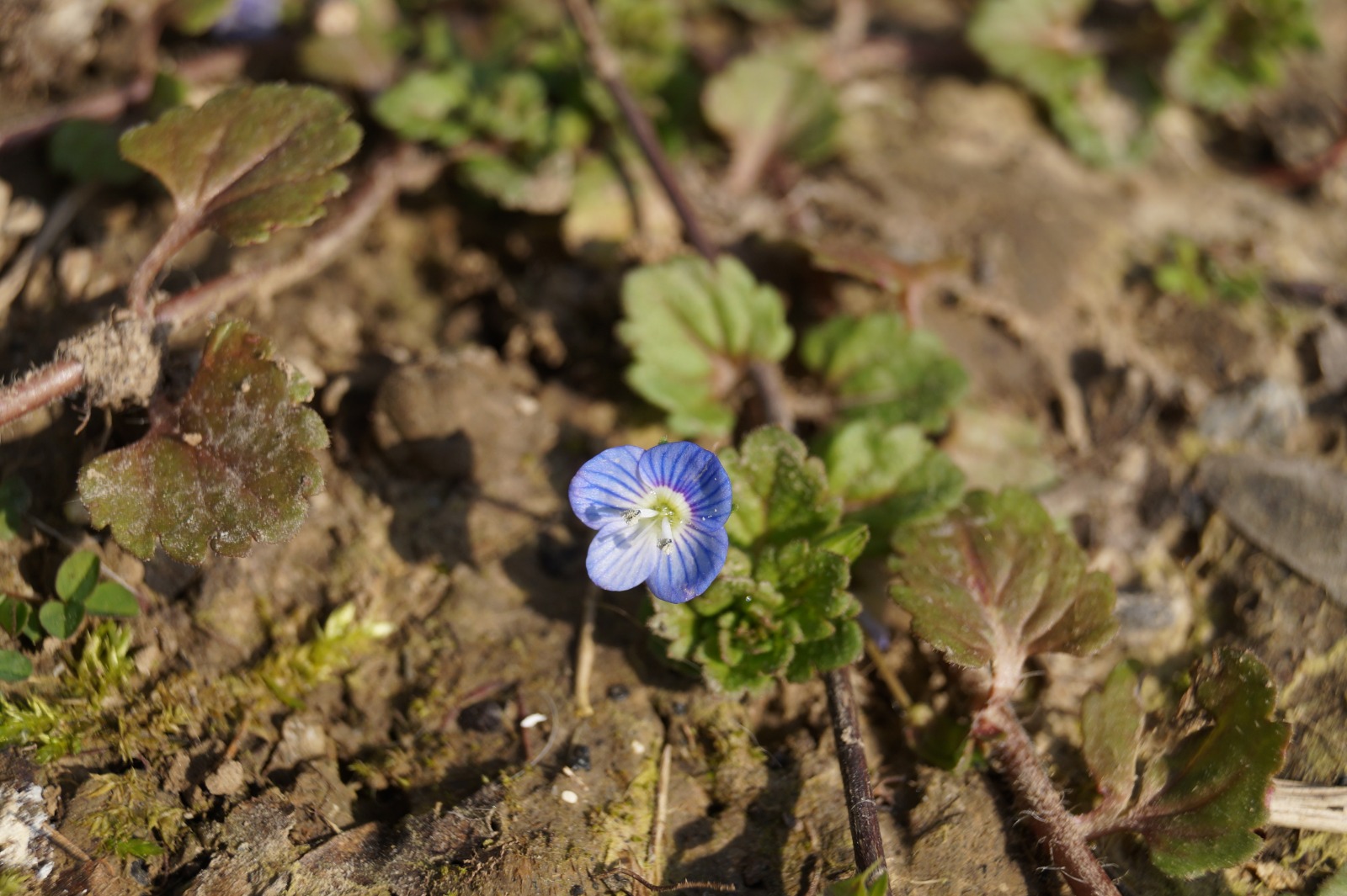 Annexe WhatsApp Image 2020-03-28 at 12.45.55.jpeg