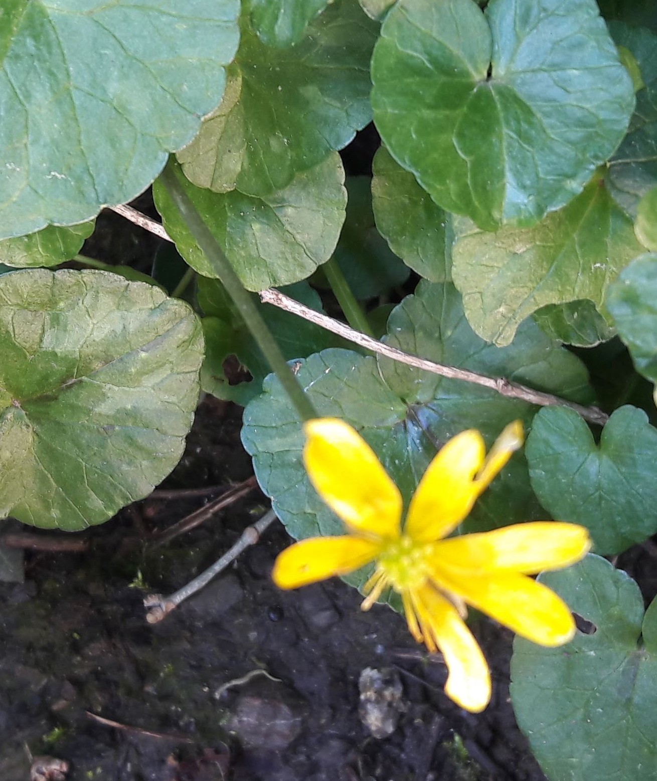 Annexe fleur jaune.jpg