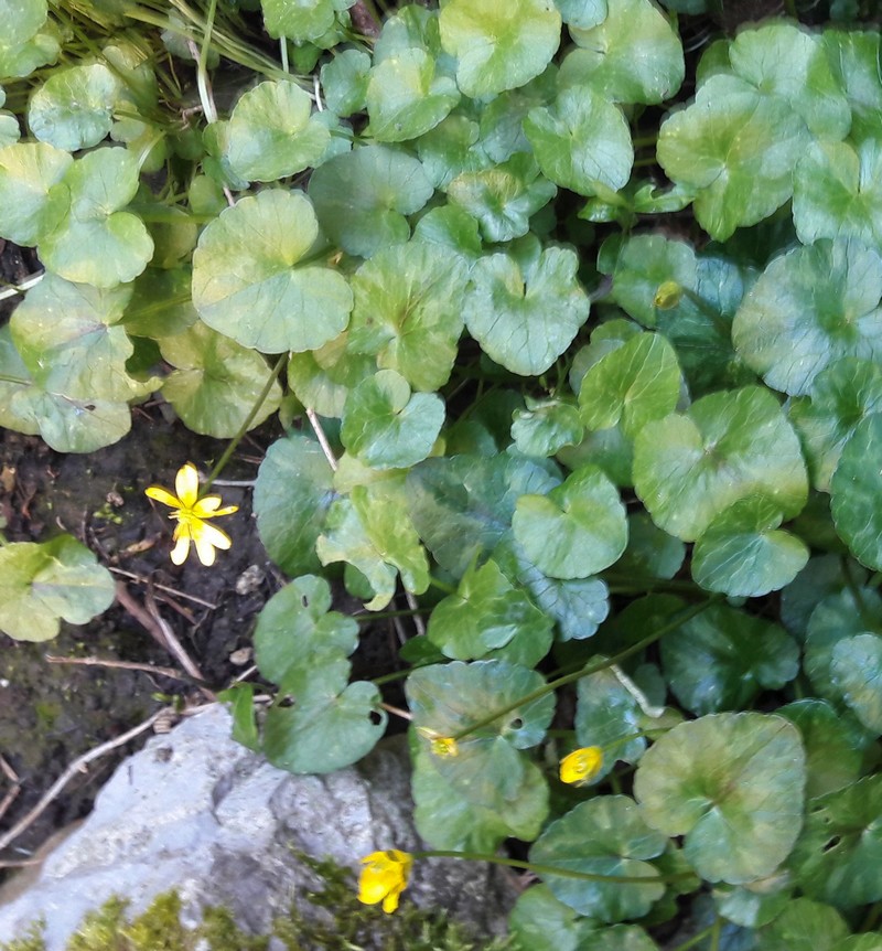 Annexe mon inconnue.jpg