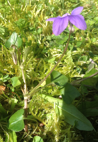 Annexe Capture d’écran (29).png