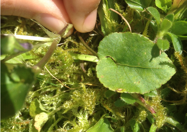 Annexe Capture d’écran (31).png