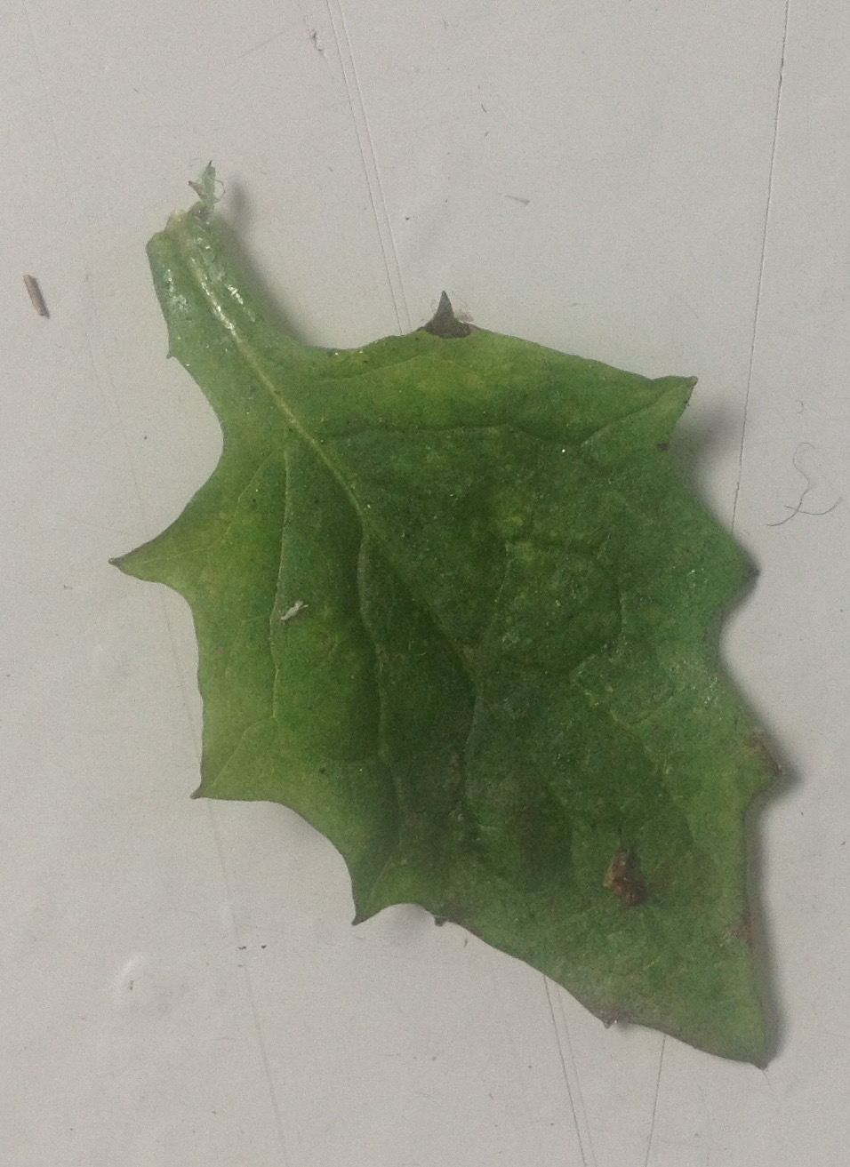 Annexe Épervière en ombelle (1).jpeg