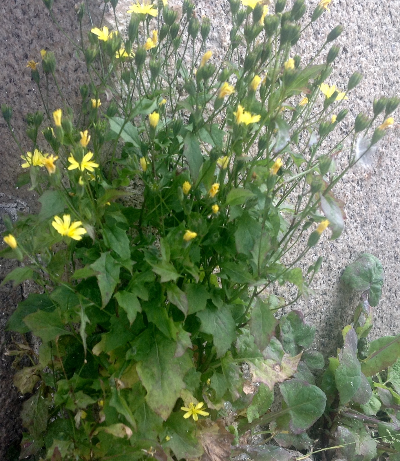 Annexe Épervière en ombelle .jpeg