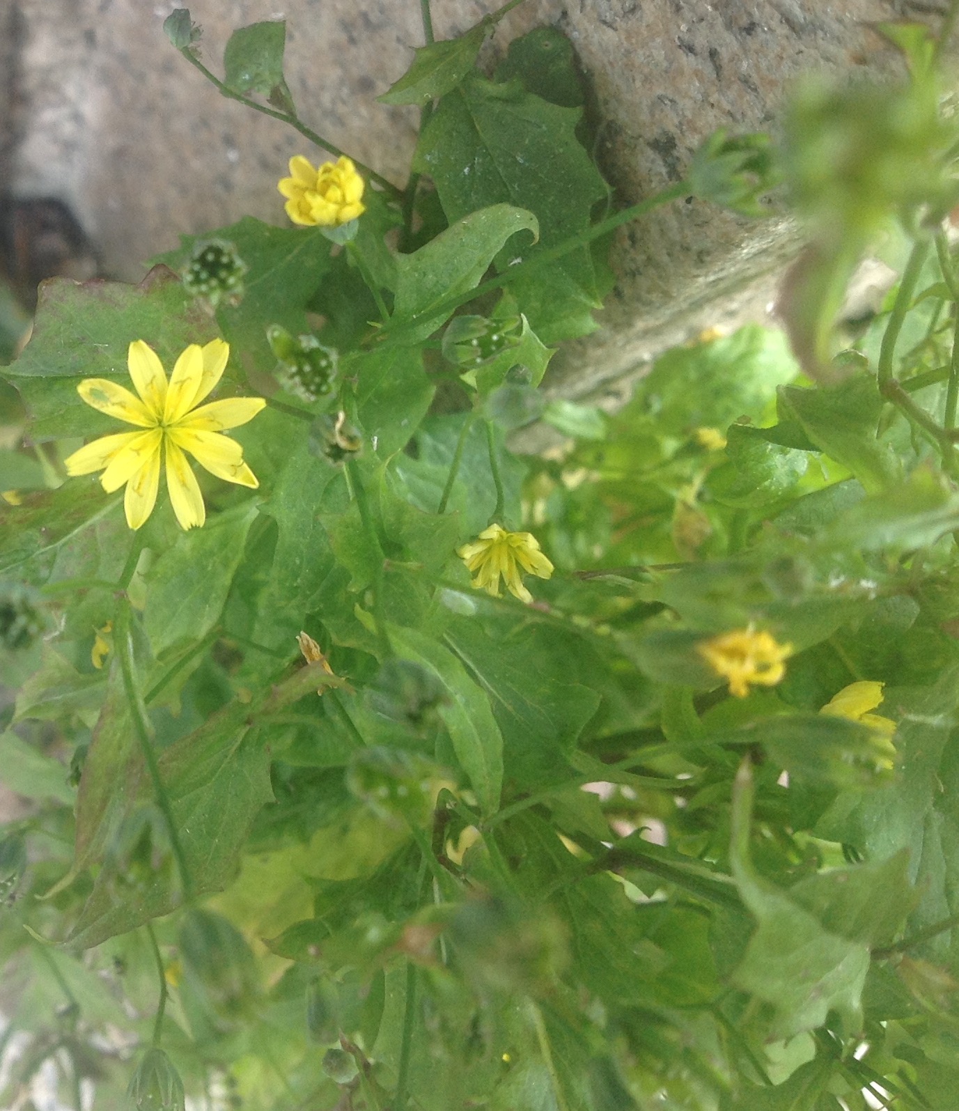 Annexe Épervière en ombelle.jpeg