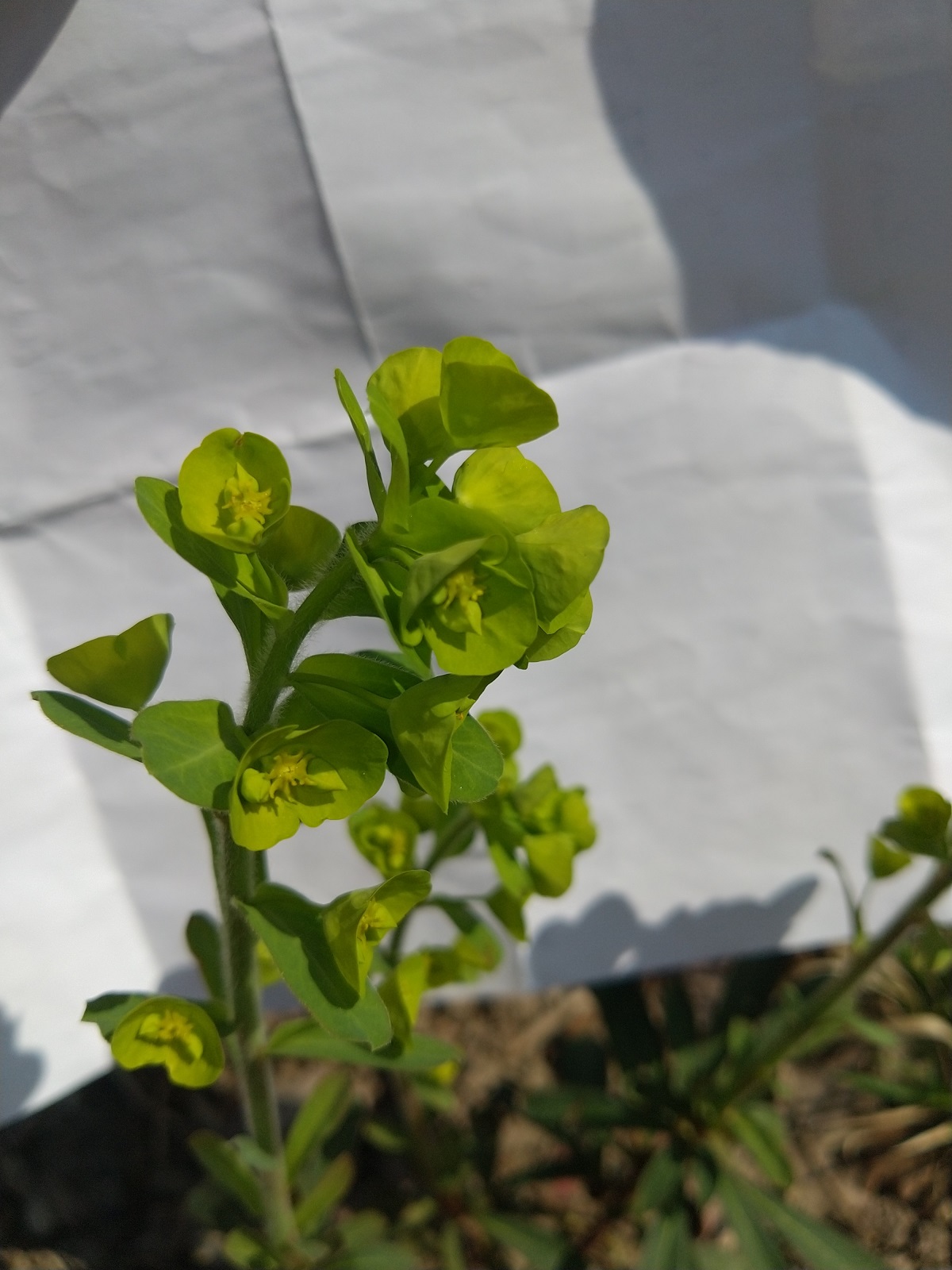 Annexe IMG_20200328_132135.jpg