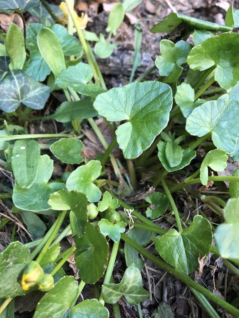 Annexe IMG_0083 - copie.jpg