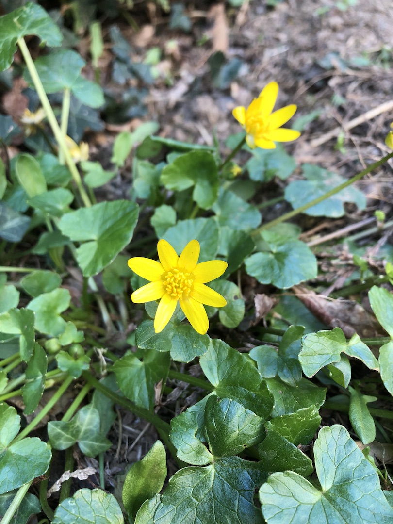 Annexe IMG_0084 - copie.jpg