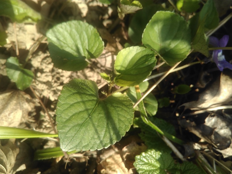 Annexe violette1.jpg