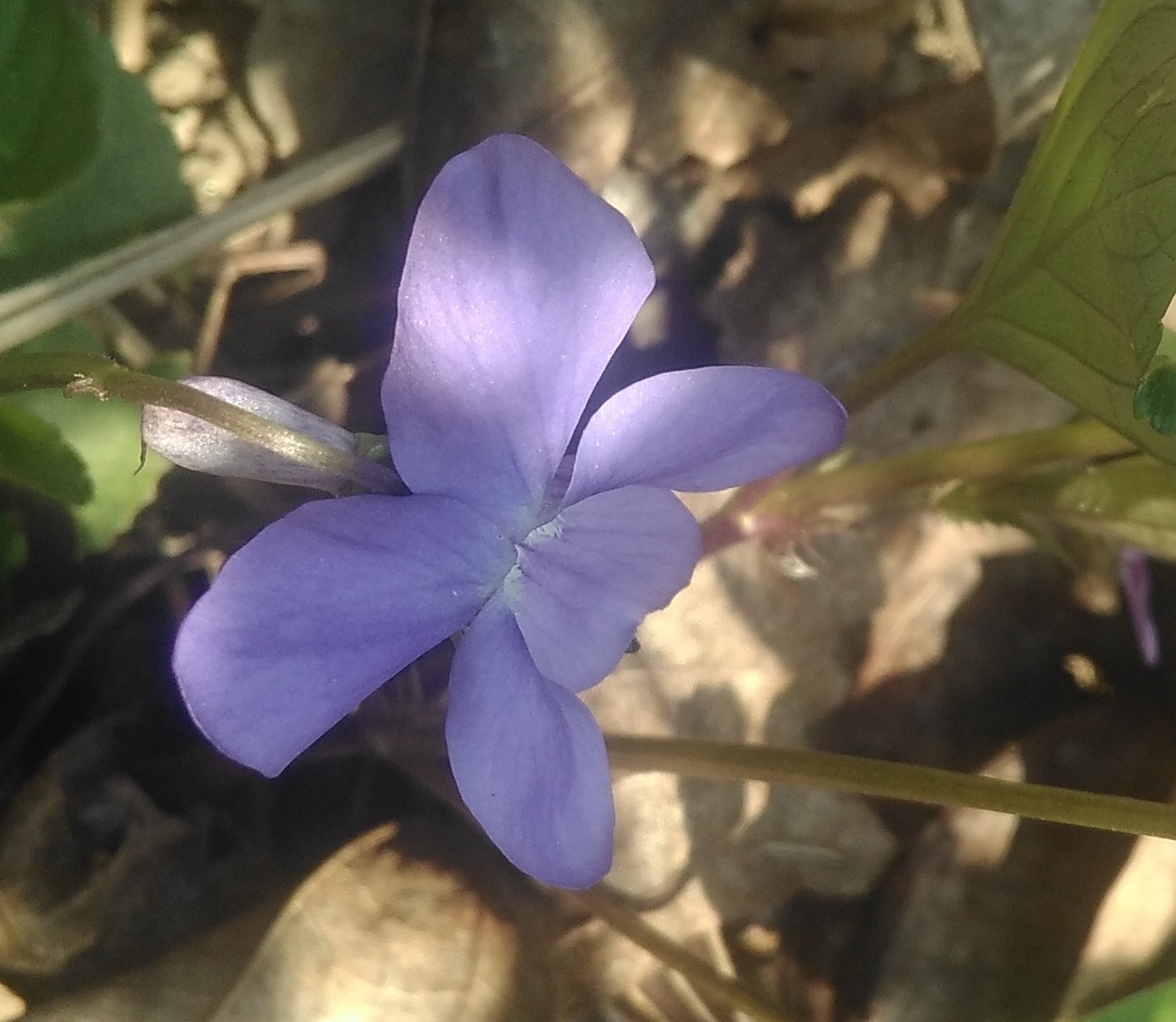 Annexe violette2.jpg