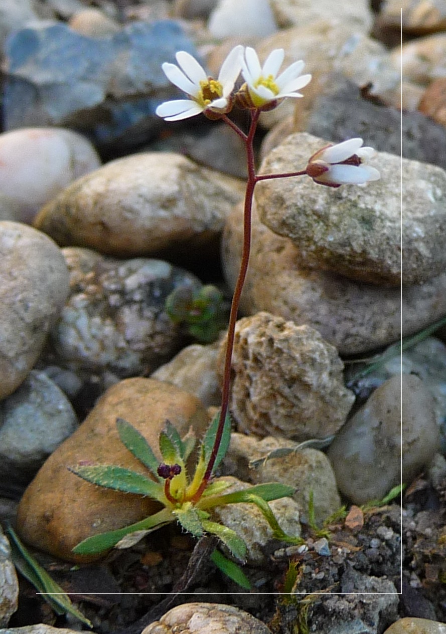 Annexe Draba verna entière.jpg