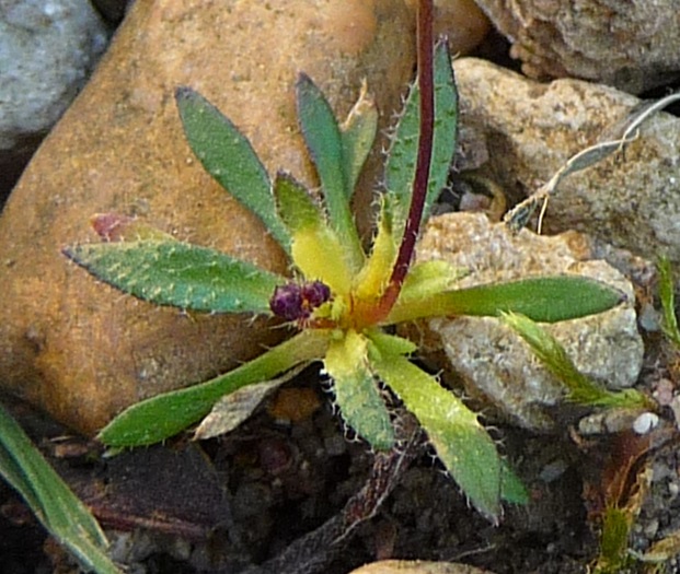 Annexe Draba verna feuilles.jpg