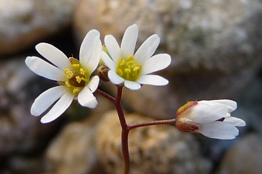 Annexe Draba verna fleurs.jpg