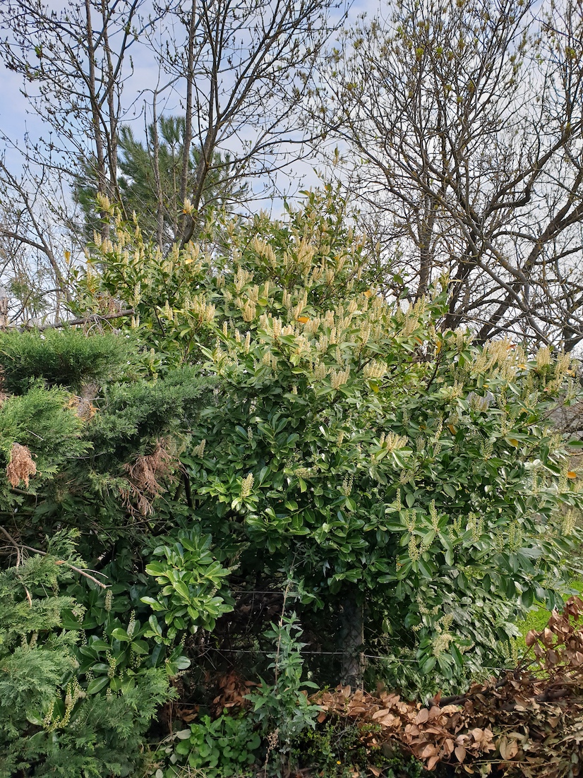 Annexe Arbre entier.jpeg