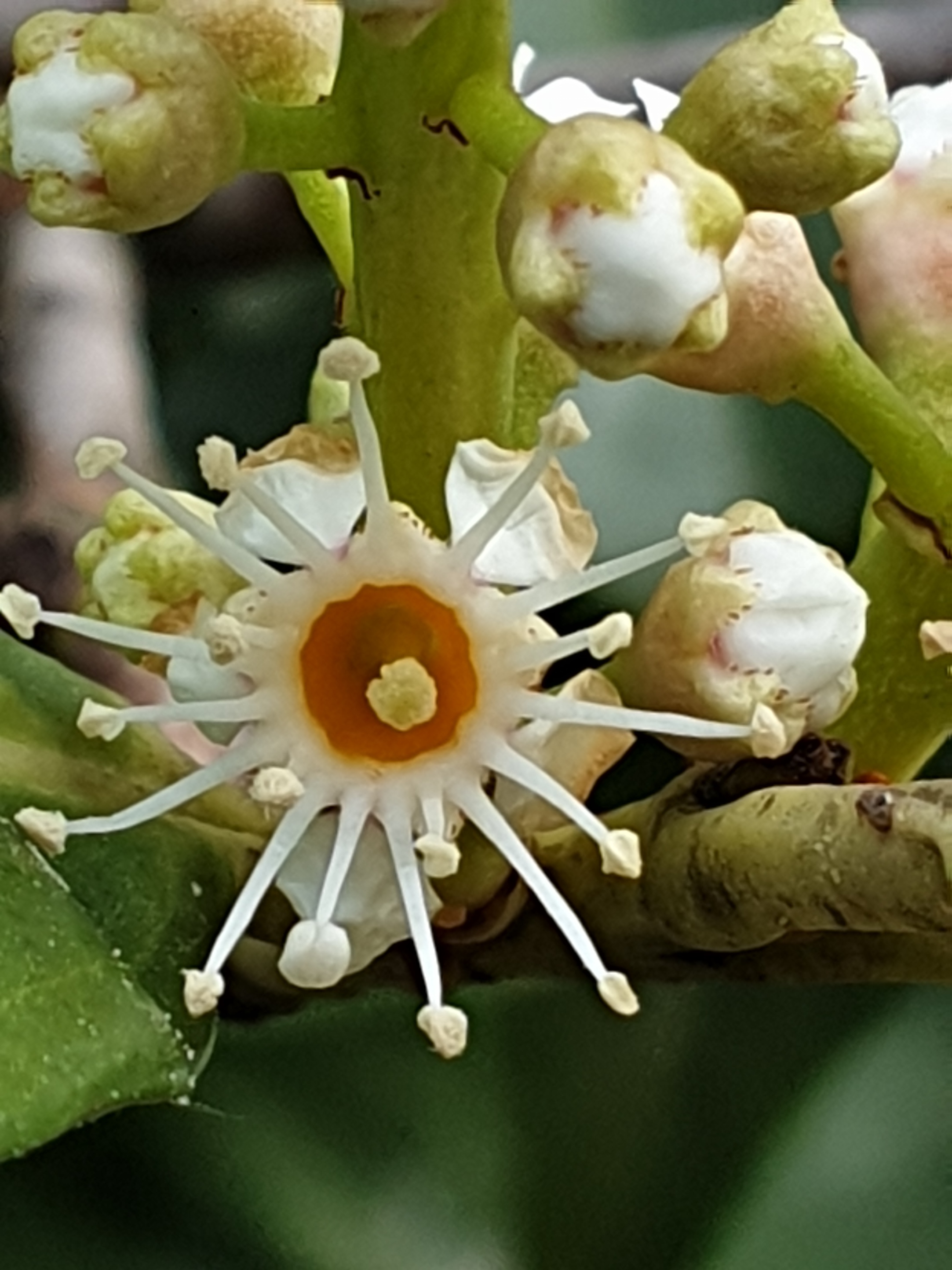 Annexe Déatil fleur.jpeg